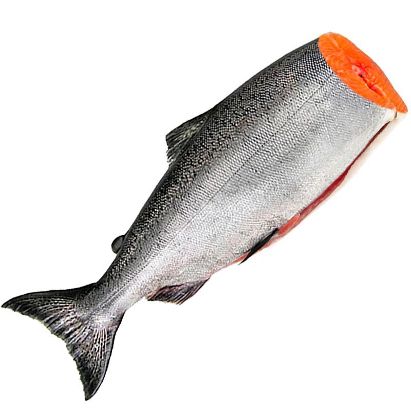 Красная рыба чавыча - фото, описание и особенности