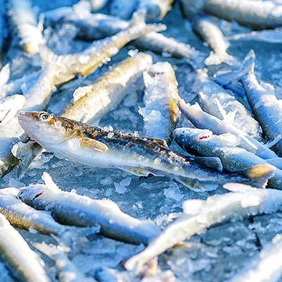 Сколько варить рыбу навага: рецепт и рекомендации
