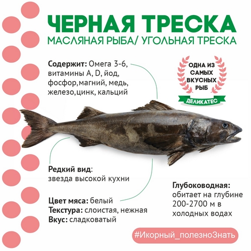 Черная треска – деликатесная масляная рыба, один из самых вкусных  морепродуктов — Сахалинский икорный дом
